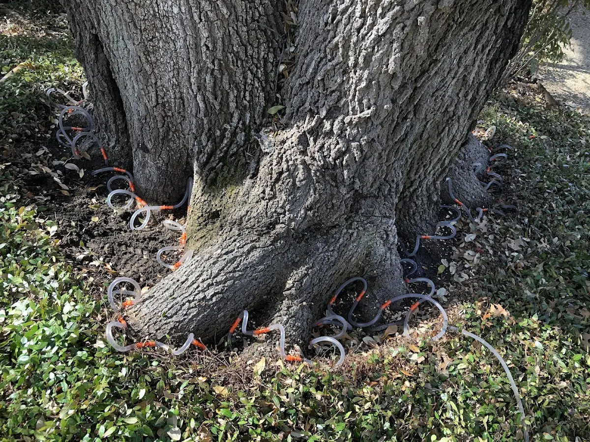 Detailed Tree Cabling and Bracing job site in Duncan Falls