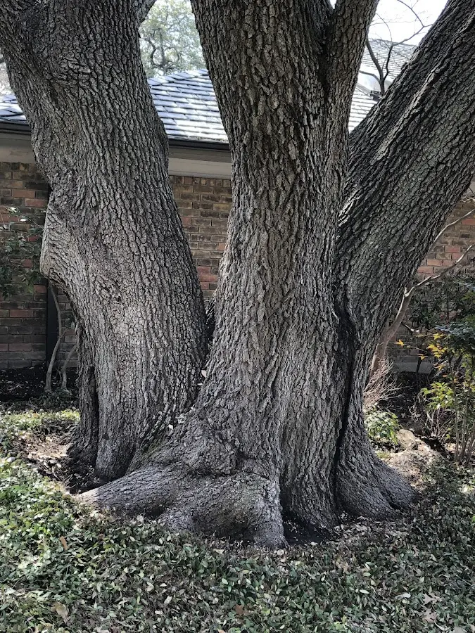 Mature heritage tree close to a Duncan Falls property cared for by certified arborists